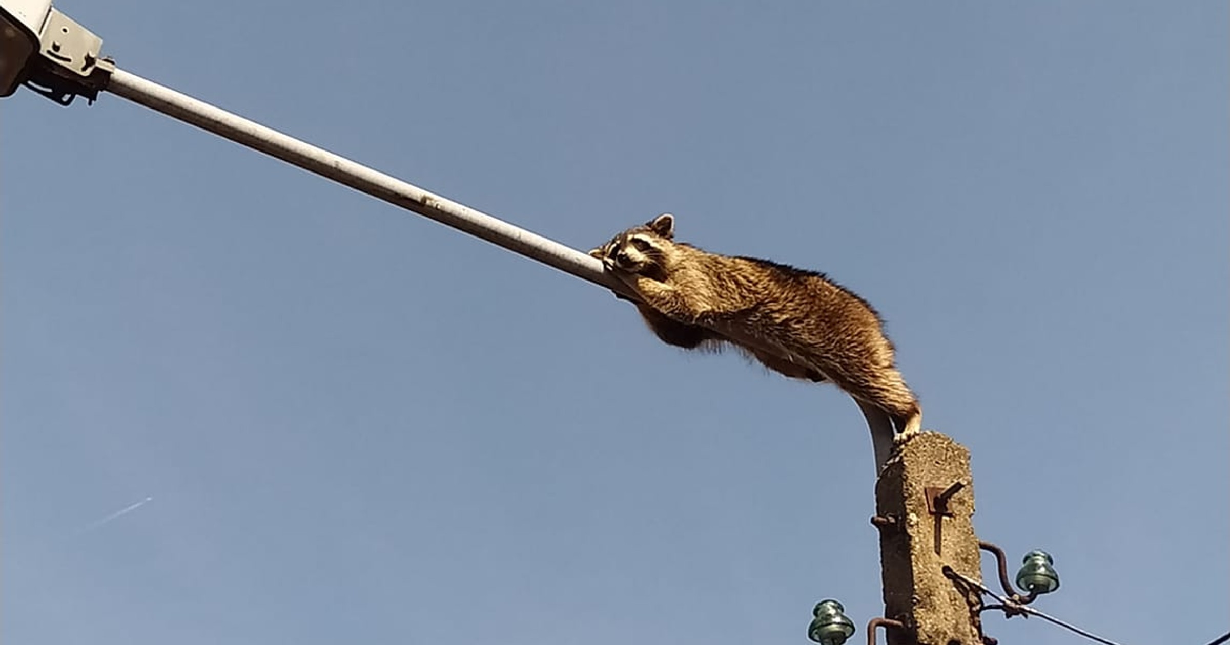 Szop na latarni
