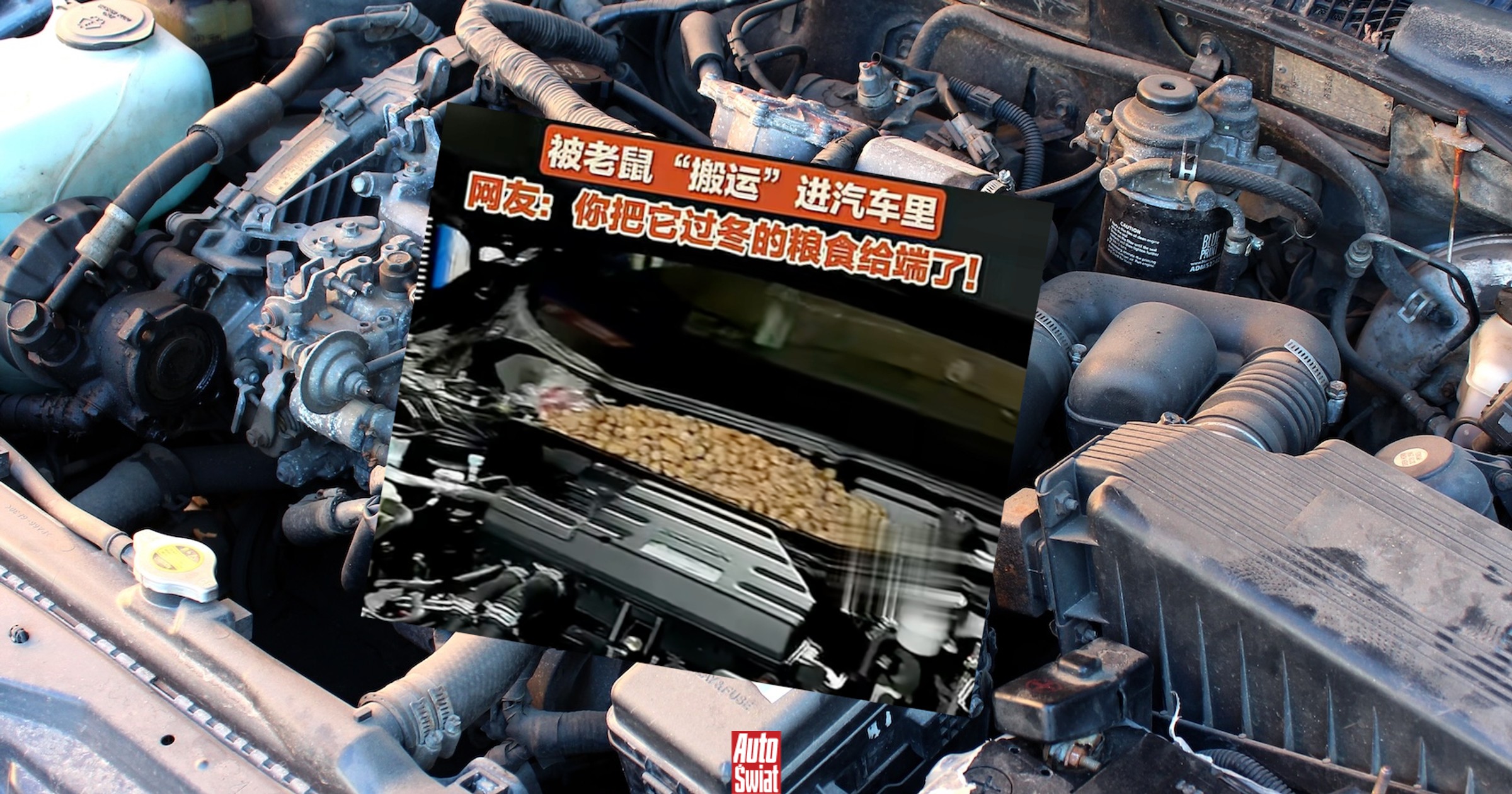 Coś grzechotało pod maską. Samochód był pełen orzechów