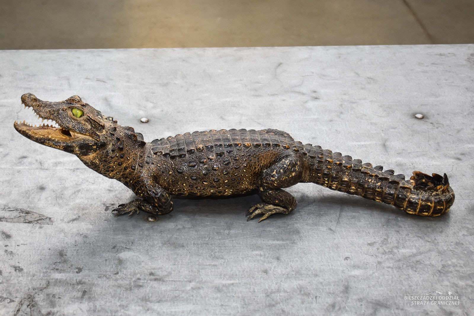 Obiekt przemytu: spreparowany krokodyl krótkopyski