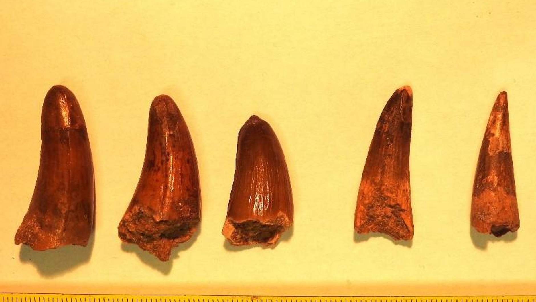 W przesyłkach były skamieniałości sprzed milionów lat