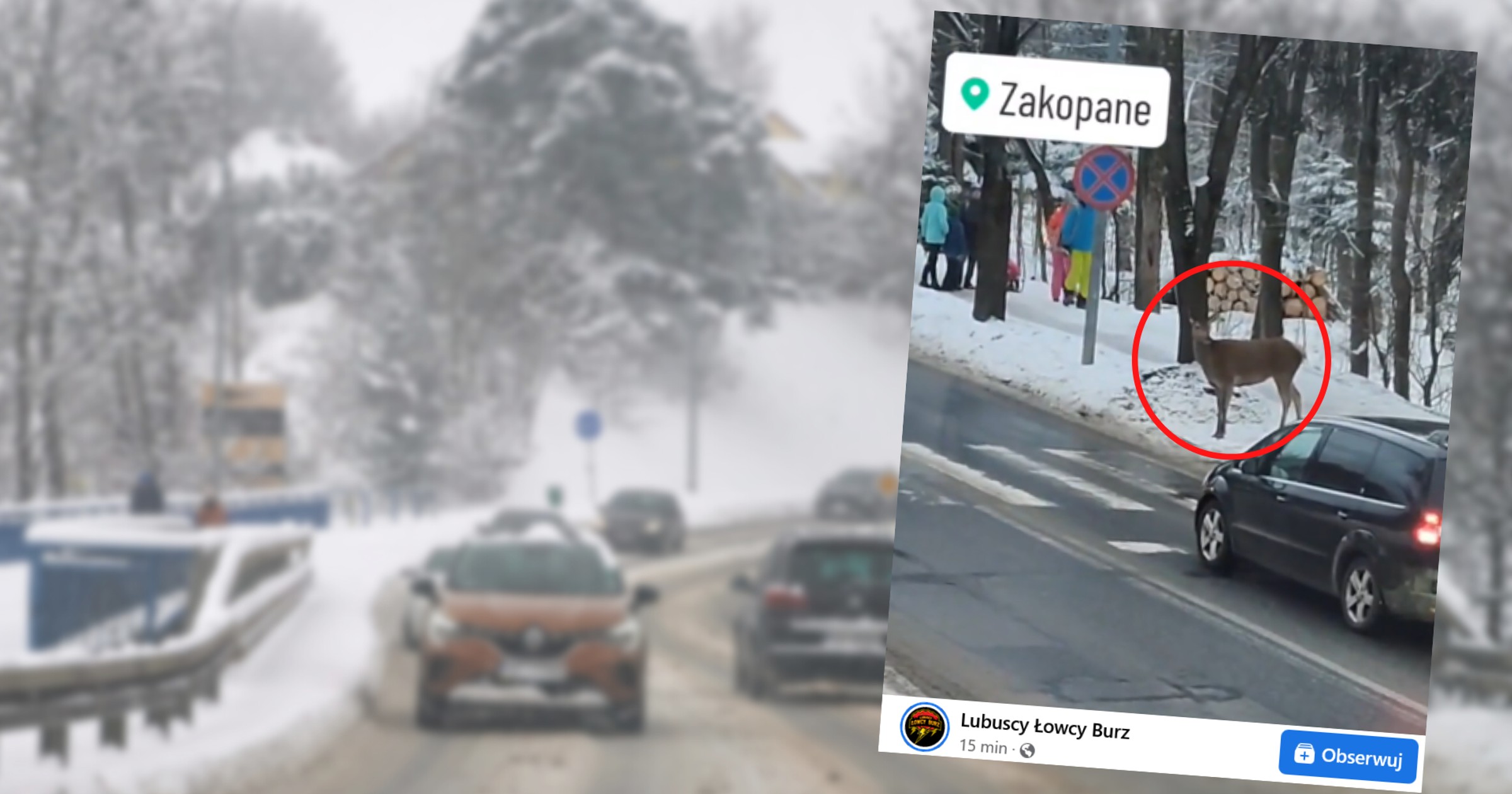 Sarenka zatrzymała się przed przejściem dla pieszych (fot. screen z facebook.com/MeteoLubuskie)