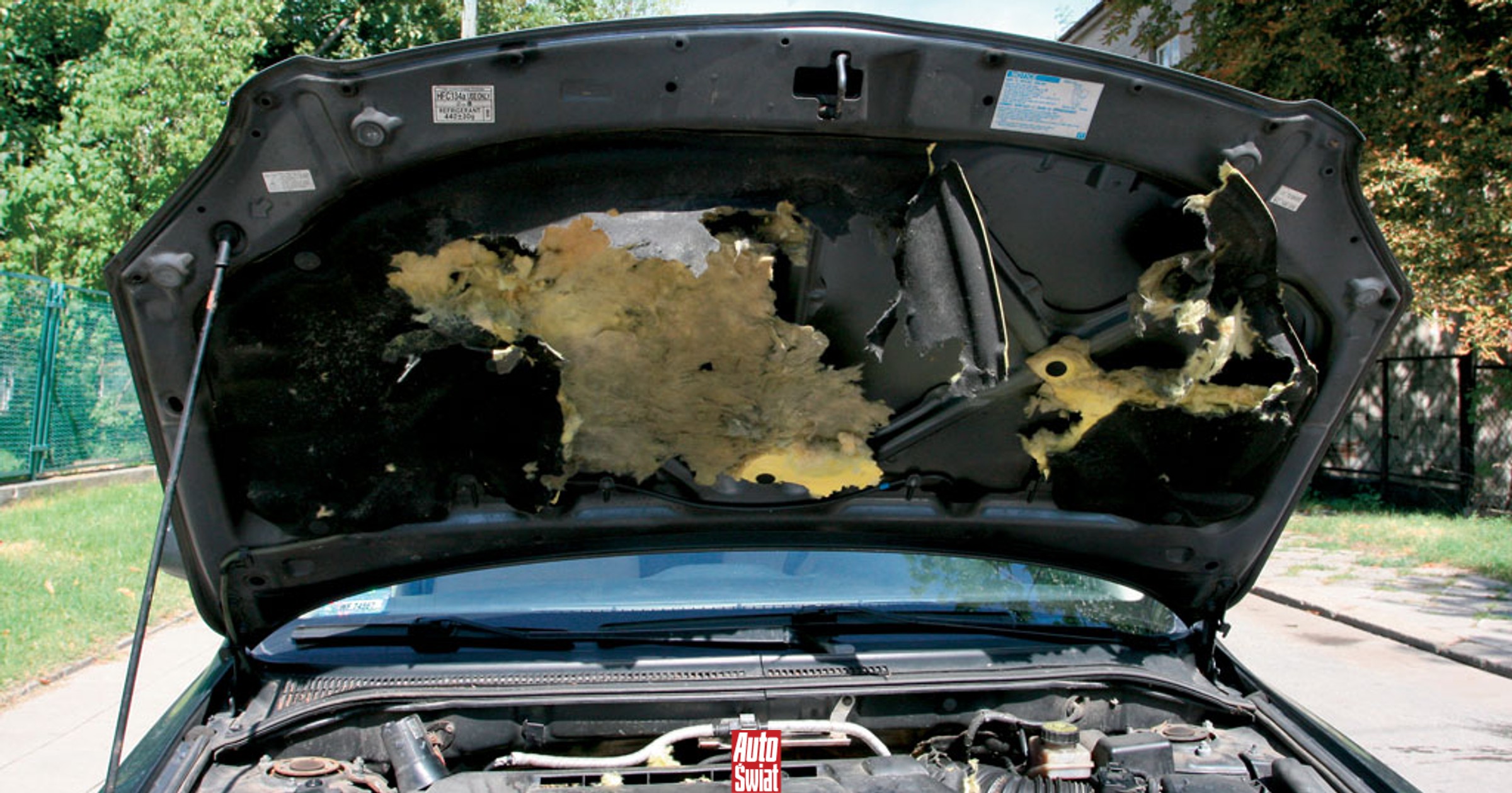 Pojawiają się pod maskami i niszczą auta. Łatwo można je odstraszyć