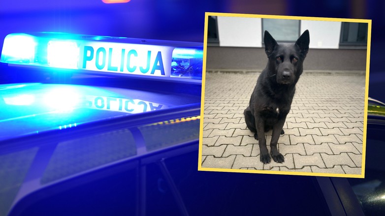 Pies Nabat pomógł policjantom dotrzeć do pijanego sprawcy kolizji w Koszalinie, który uciekł z miejsca zdarzenia (screen: Policja)