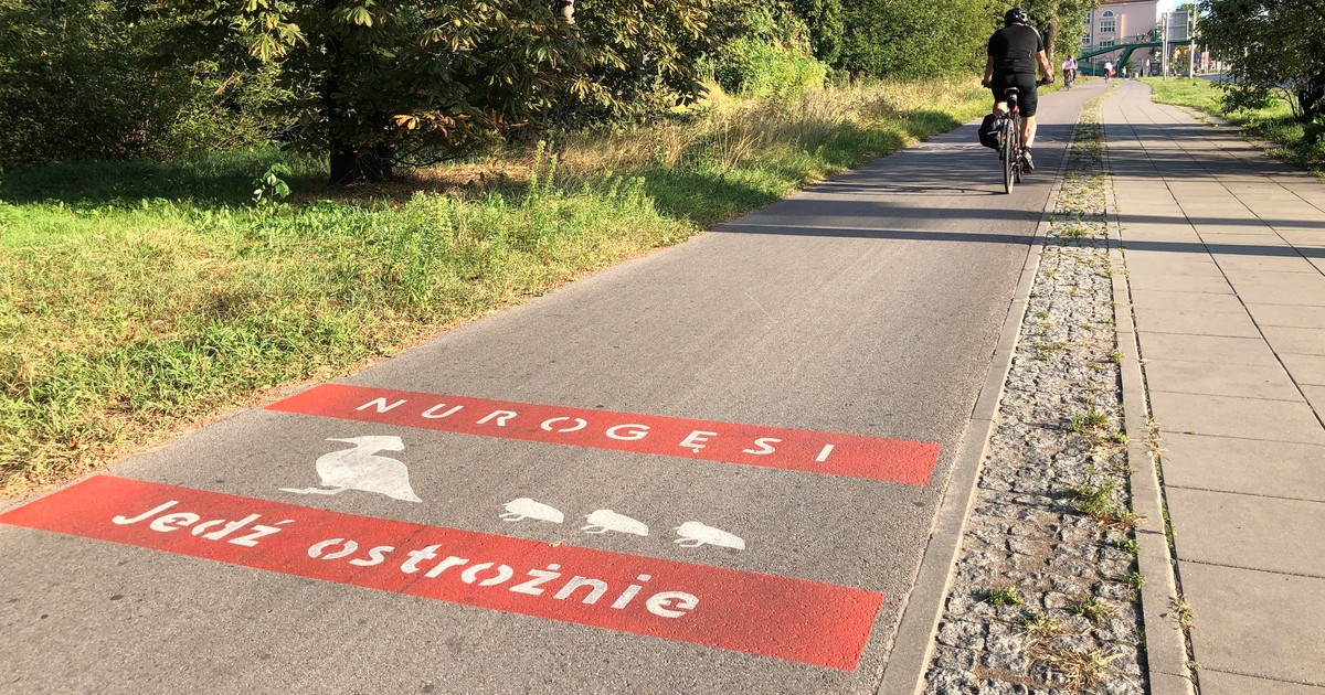 Uwaga na nurogęsi!