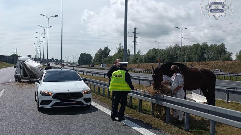 Koń na środku autostrady A4