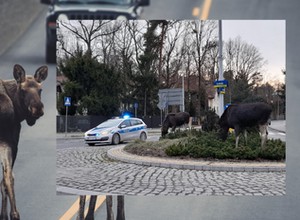 Na rondzie w Izabelinie pojawiły się łosie. Co za zbieg okoliczności!
