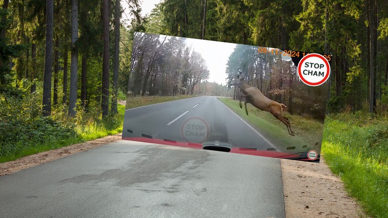 Jeleń przeskoczył tuż przed samochodem