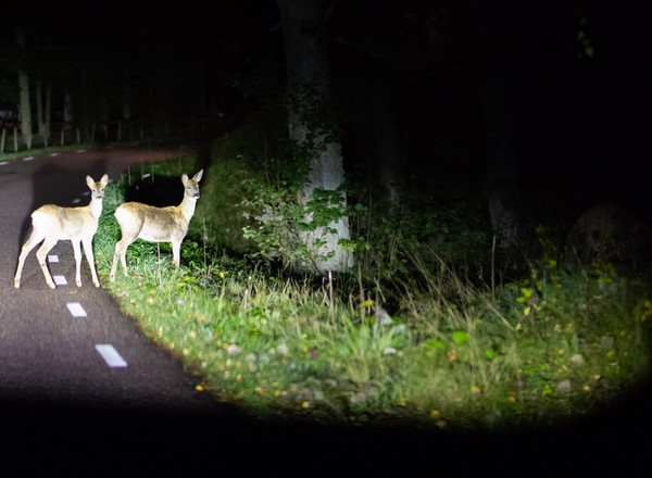 Uwaga na dzikie zwierzęta na drodze. Zachowuj szczególną czujność!