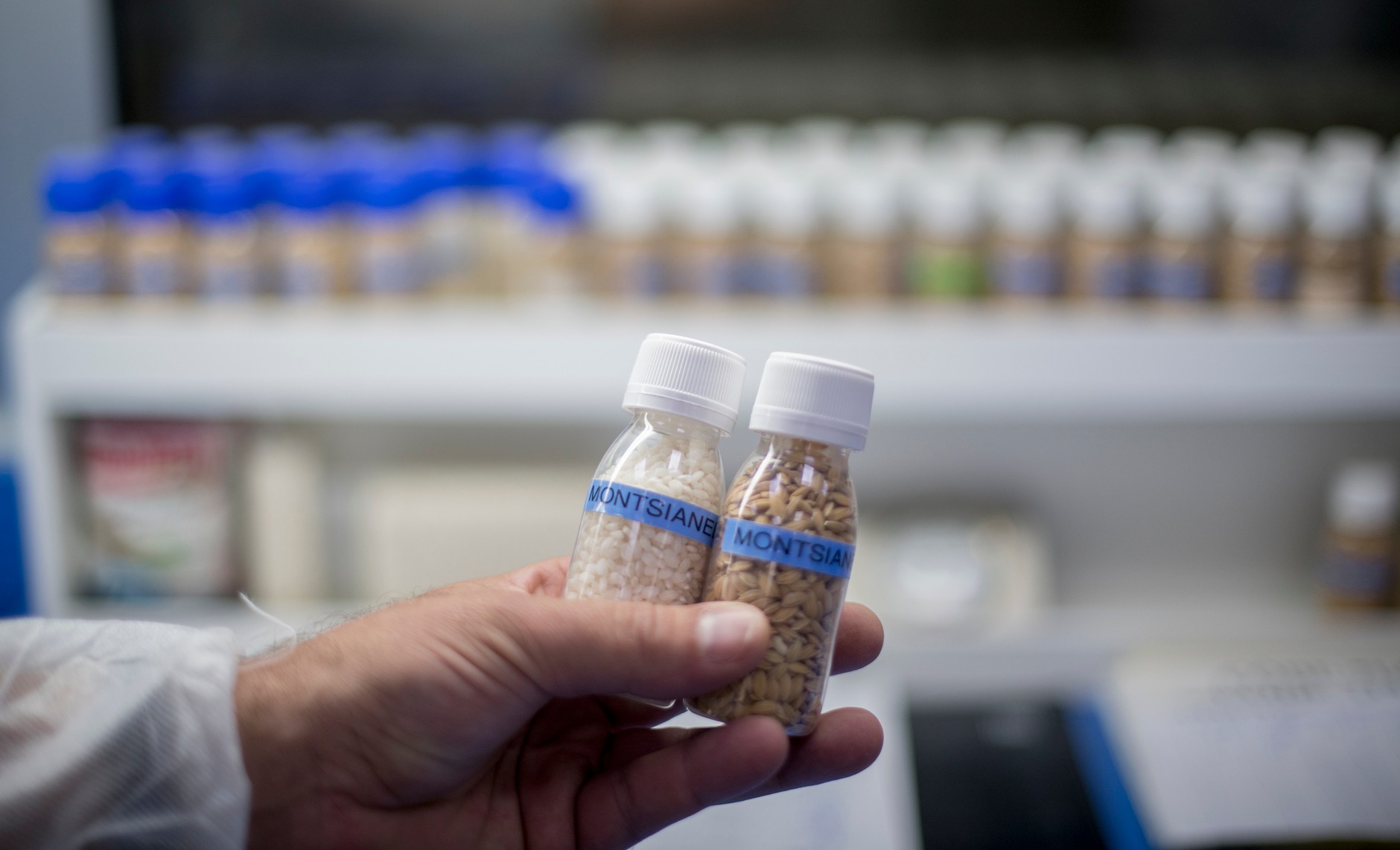 Seat będzie budował swoje auta z... łuski ryżowej