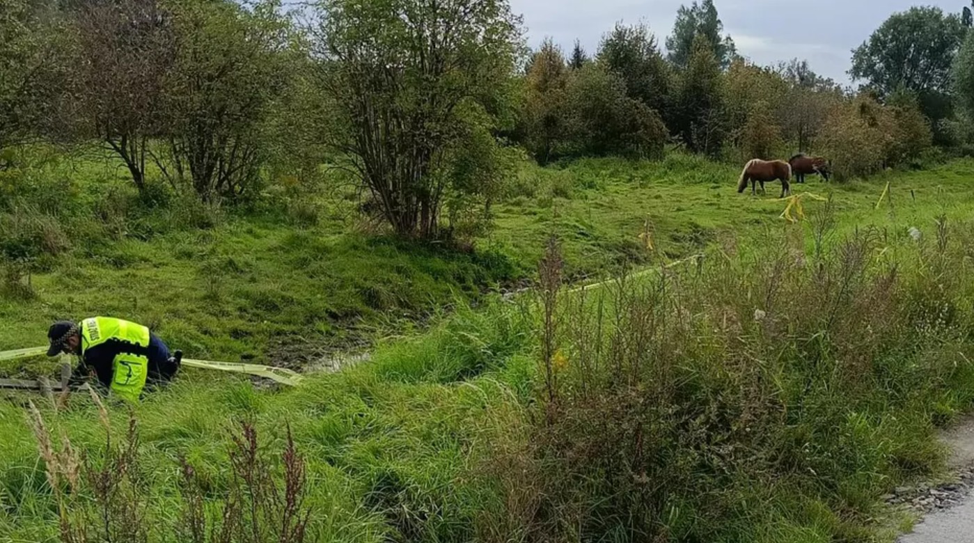 Strażnicy odprowadzili zwierzę na pastwisko i naprawili płot