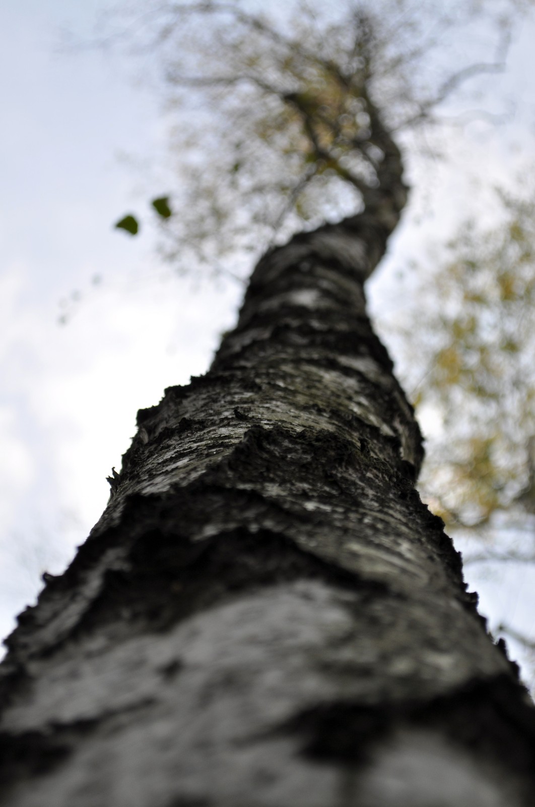 Drzewa i inne rośliny źle znoszą nadmiar soli na drogach