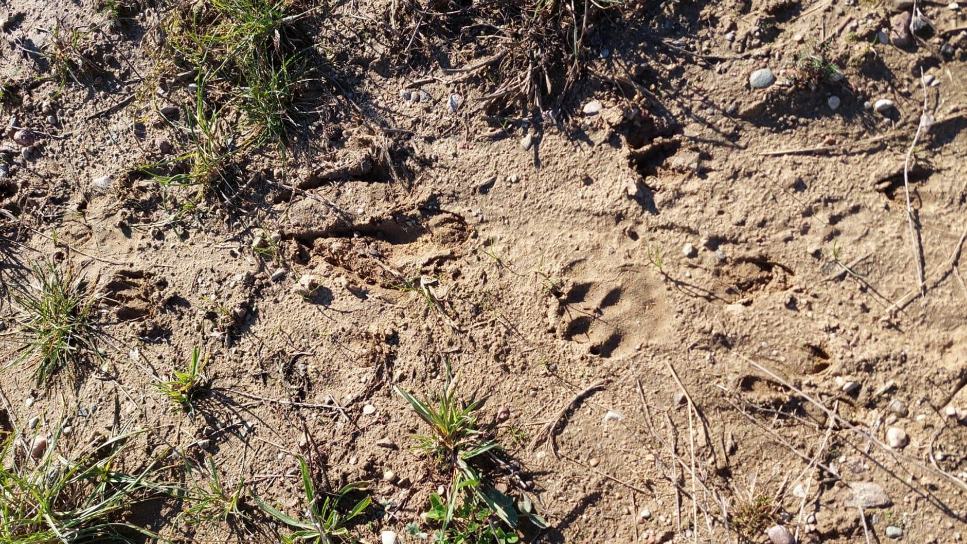 Przejścia dla zwierząt na S61 spełniają swoją funkcję