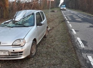 Seicento zderzyło się z łosiem. Kierowcy nic się nie stało, ale zwierzę niestety nie przeżyło