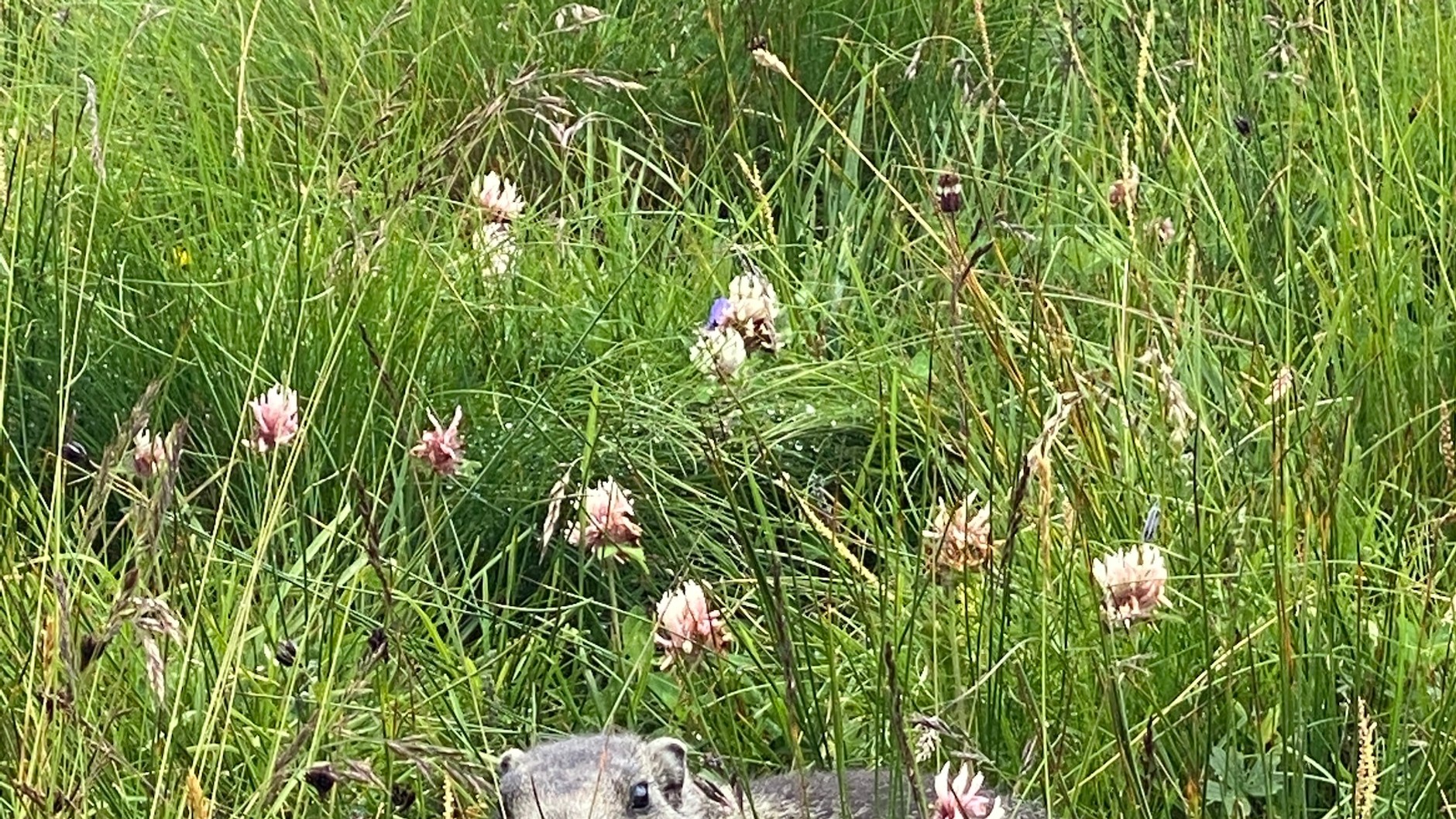 Porsche 718 Cayman T (982c, 2022 r.) – podróż w Alpy