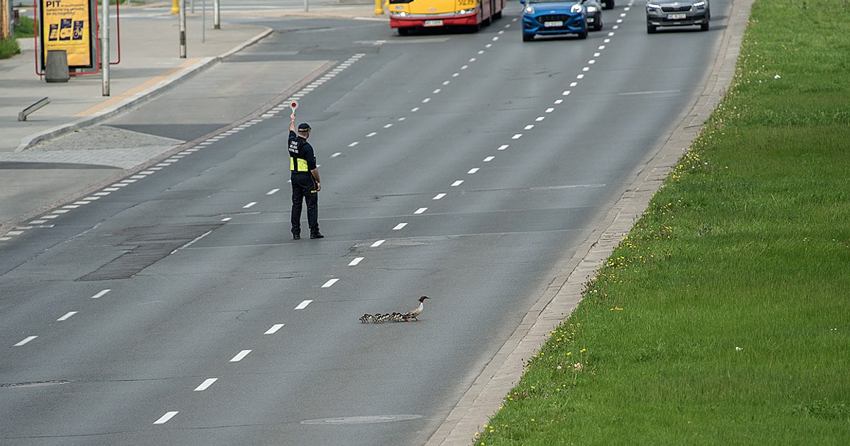 Rodzina nurogęsi na ul. Czerniakowskiej w Warszawie