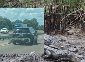 Nietypowy "bagaż" kierowcy SUV-a. Inni robili mu zdjęcia