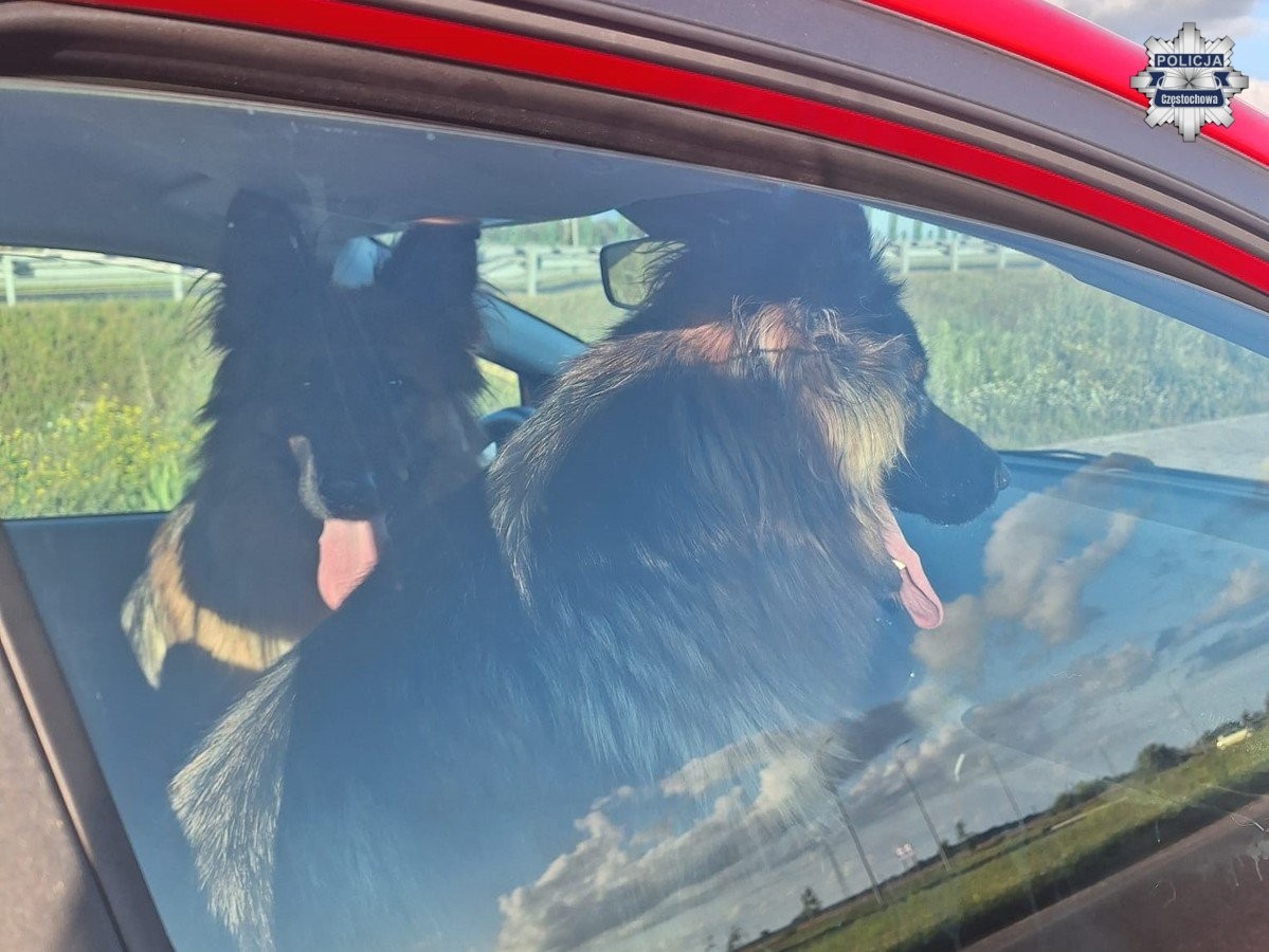 Psy uratowane przez policjantkę na ekspresówce