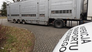 ITD skontrolowała transport świń. Kluczowy okazał się brak kilku elementów