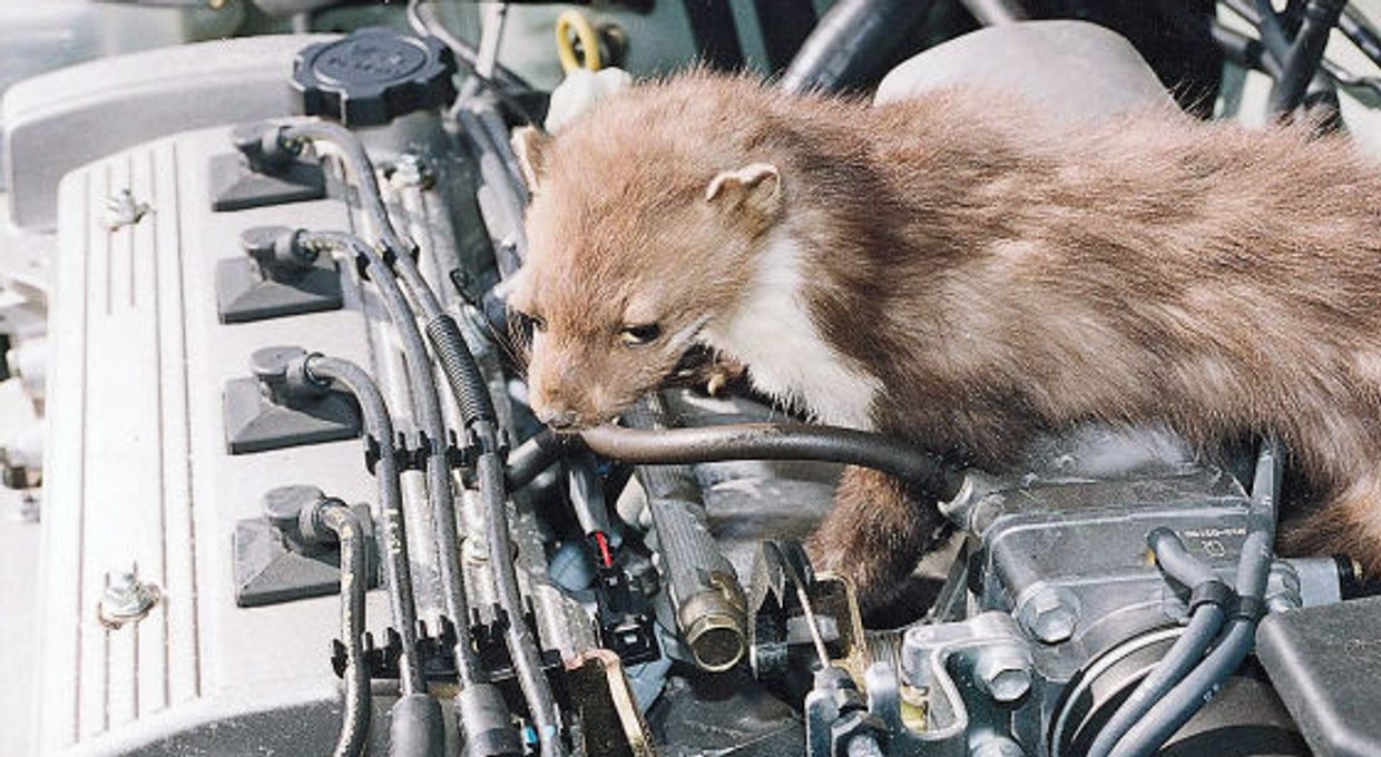 Kuny niszczą auta z zazdrości! Jak zabezpieczyć przed nimi samochód?