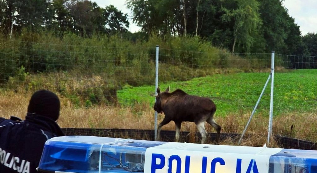 Policja i łoś na S11