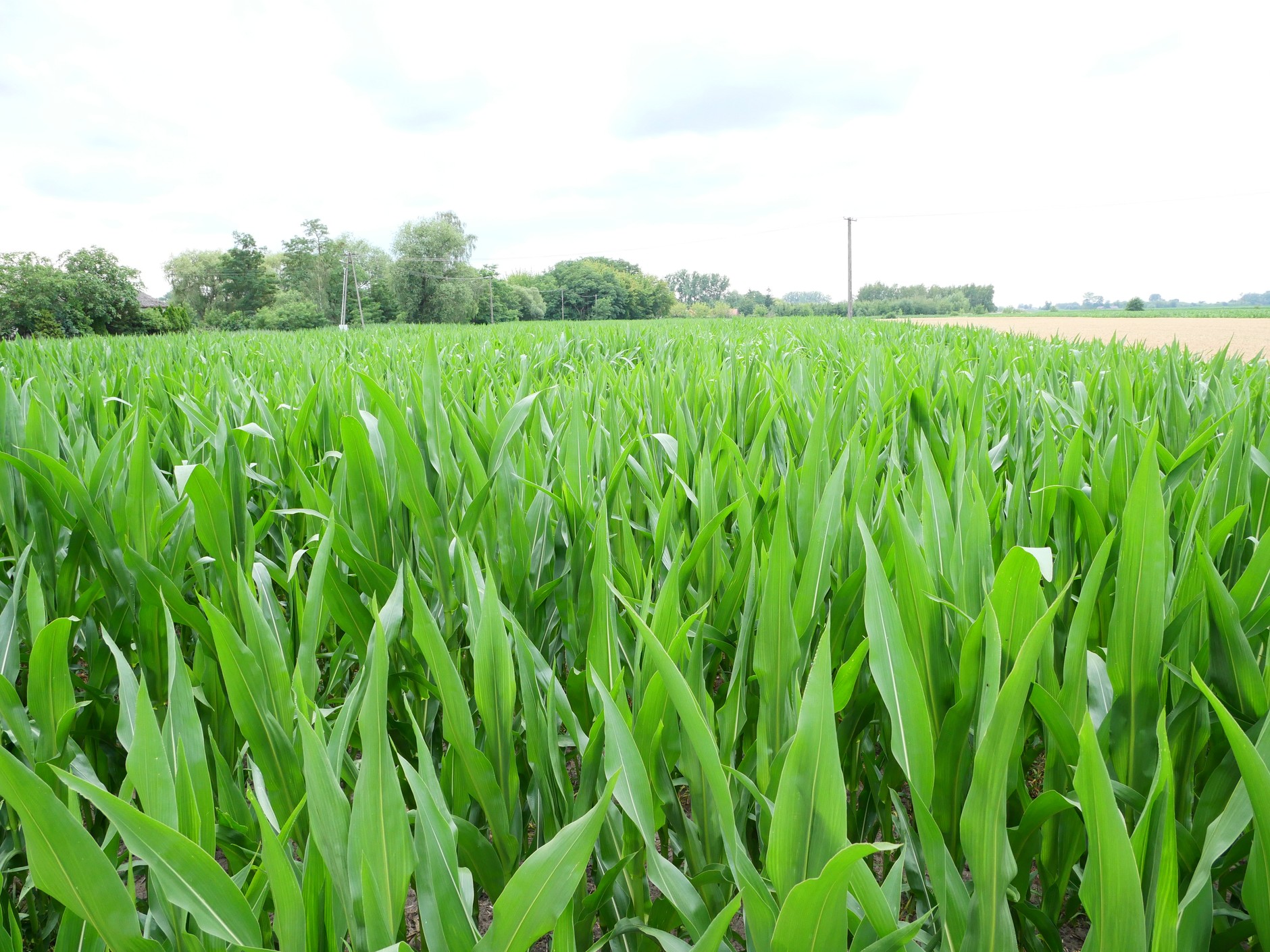 Jak wygląda dziś CPK w Baranowie?