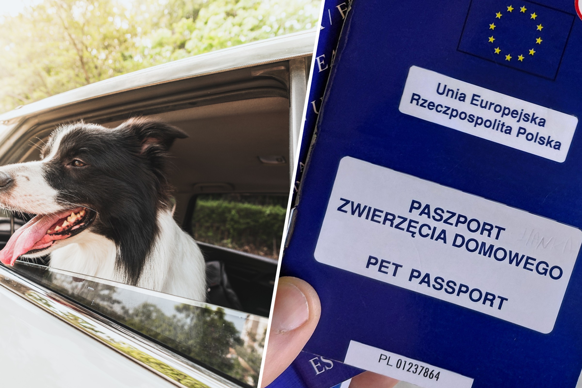 Nowe unijne przepisy dotyczące wyjazdów z psami za granicę. Już obowiązują