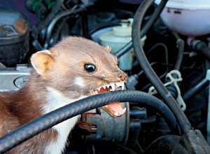 Czym odstraszyć kuny i inne zwierzęta niszczące auto?