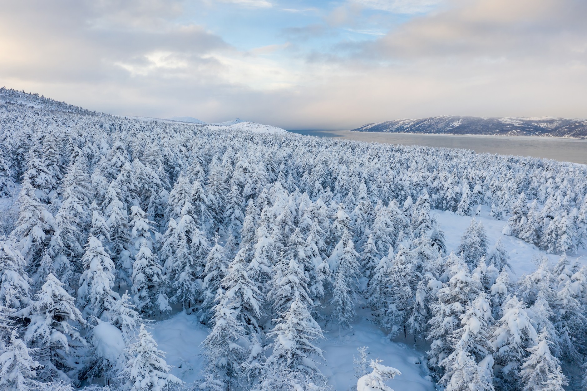 tajga las Syberia zima