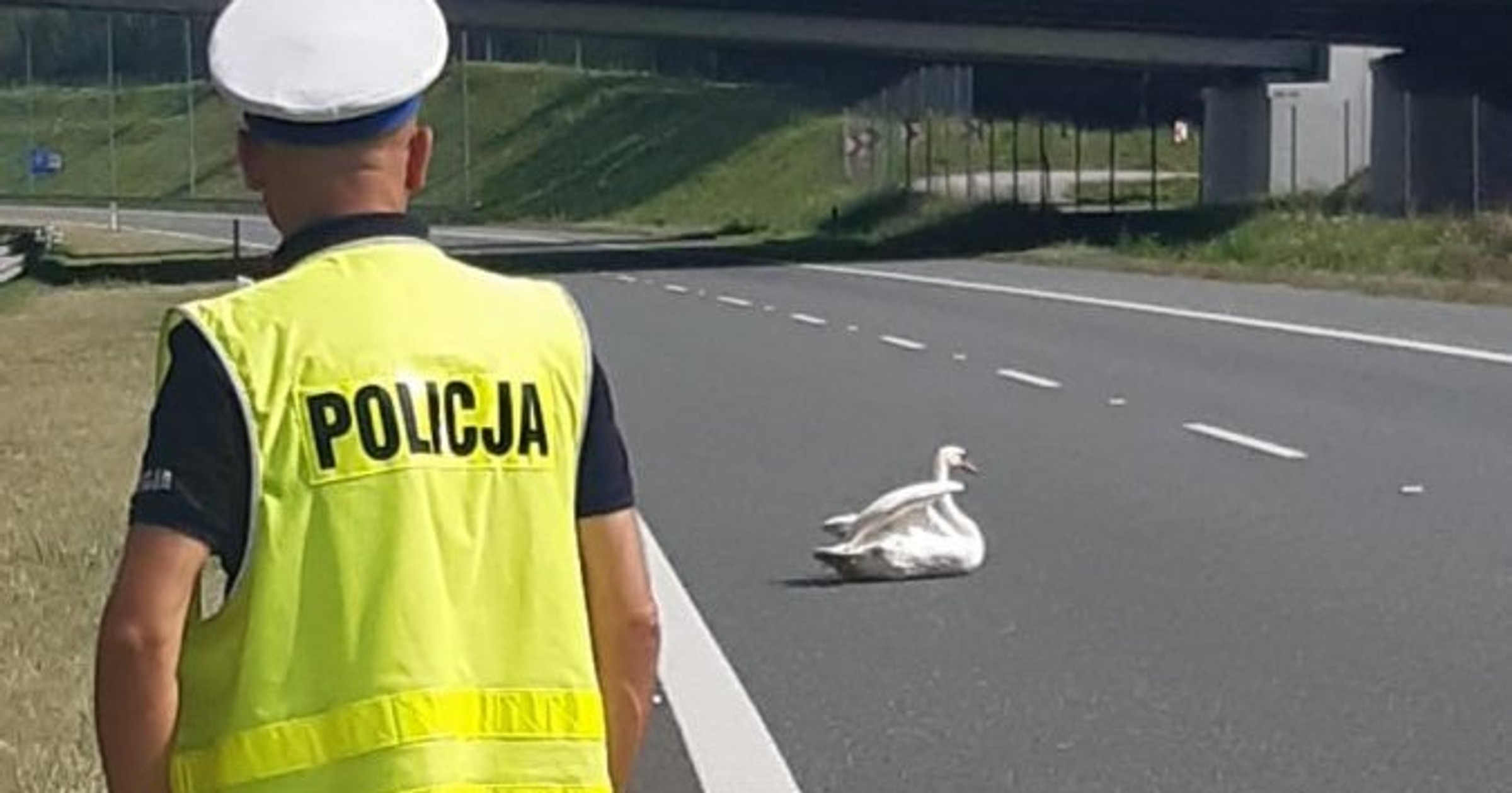 Ranny łabędź na A4 - interwencja policji