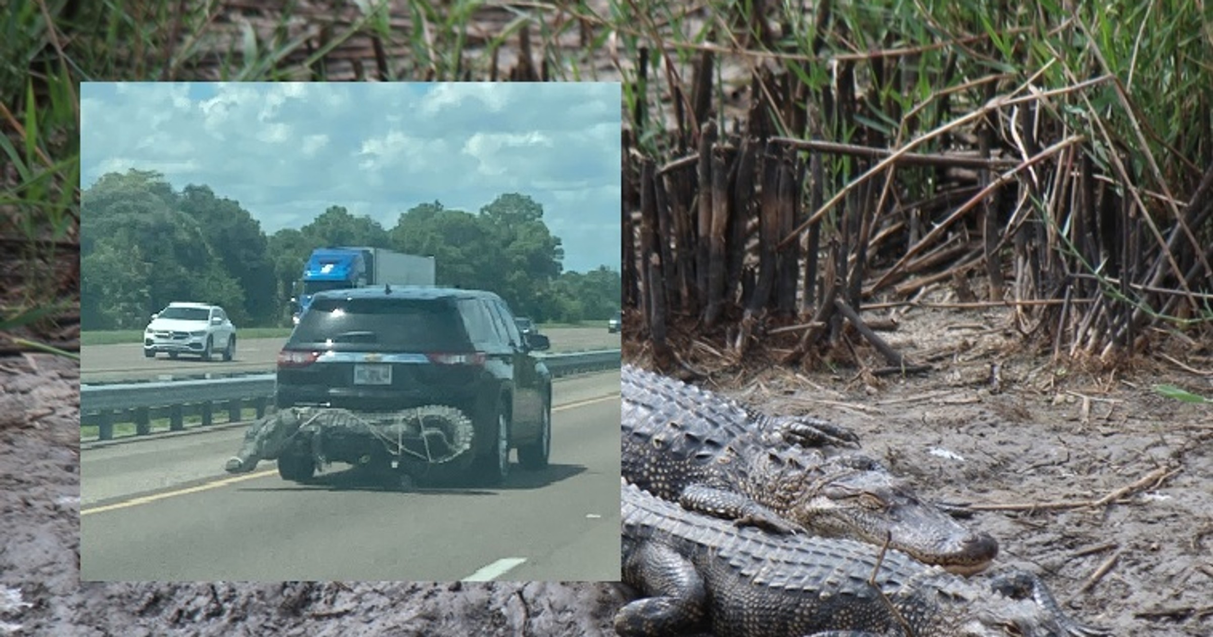 Aligator na zderzaku samochodu