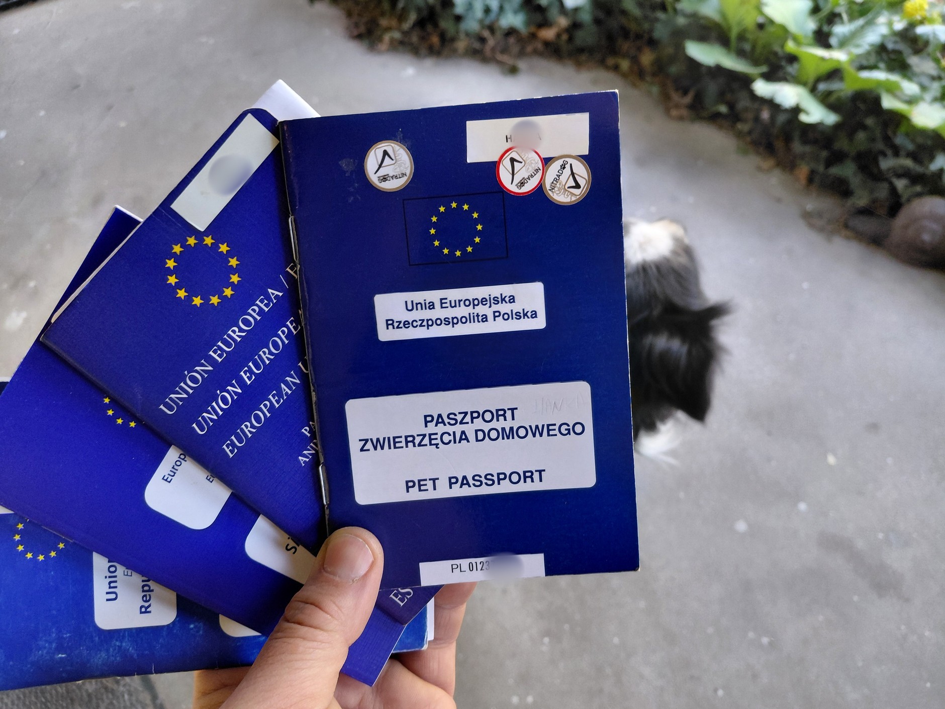 Unijne paszporty dla zwierząt domowych wydawane są przez uprawnionych lekarzy weterynarii. Tylko czasami wymagana jest ich legalizacja przez odpowiednie urzędy. 