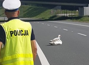 Ranny łabędź blokował pas autostrady. Nietypowa interwencja policji