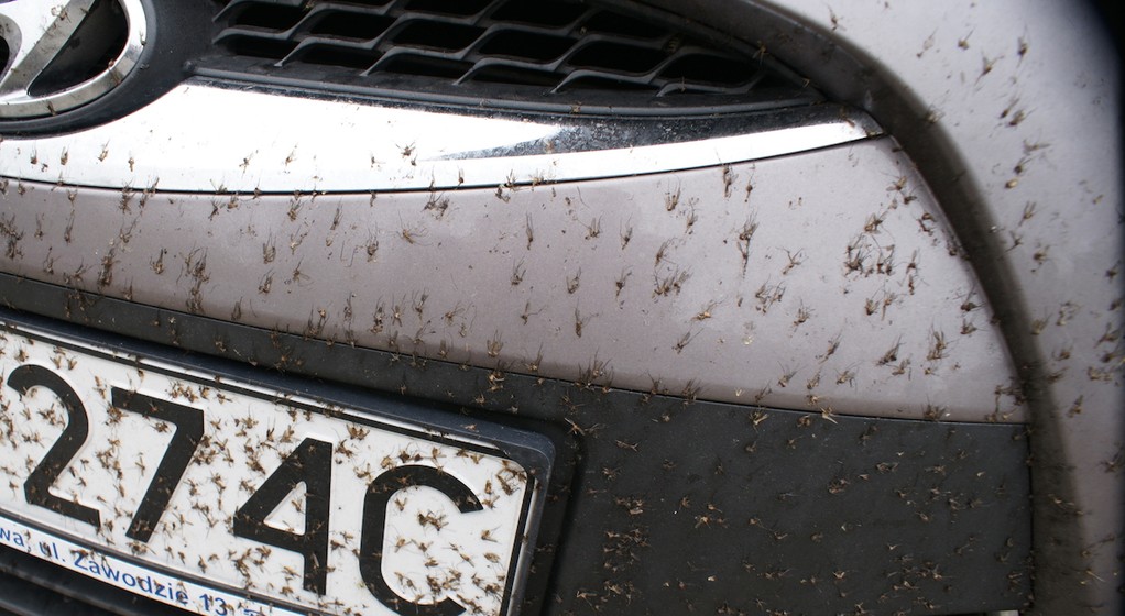 Jak zmyć owady z maski, szyb i lamp