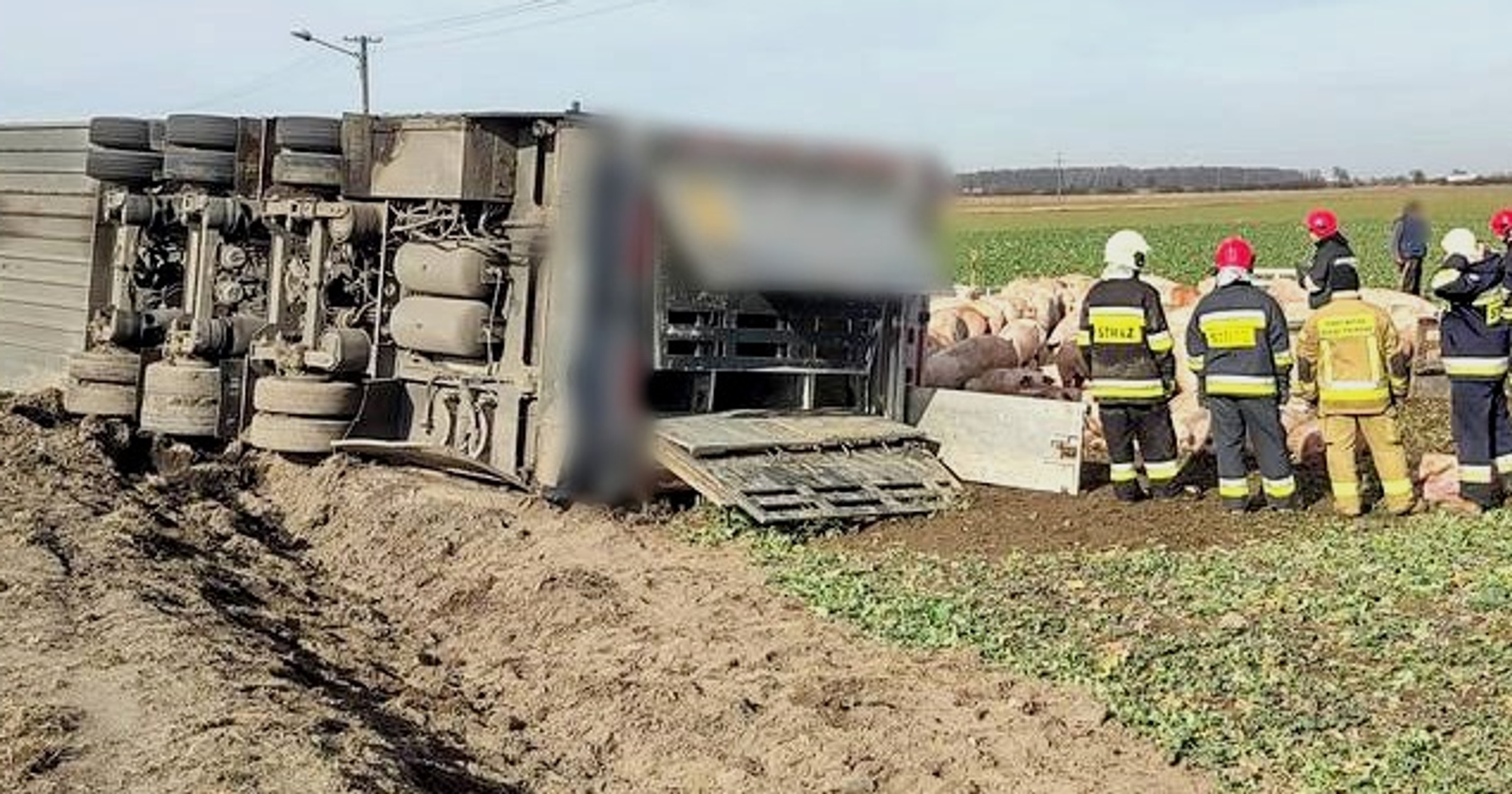Ciężarówka z trzodą chlewną wypadła z drogi