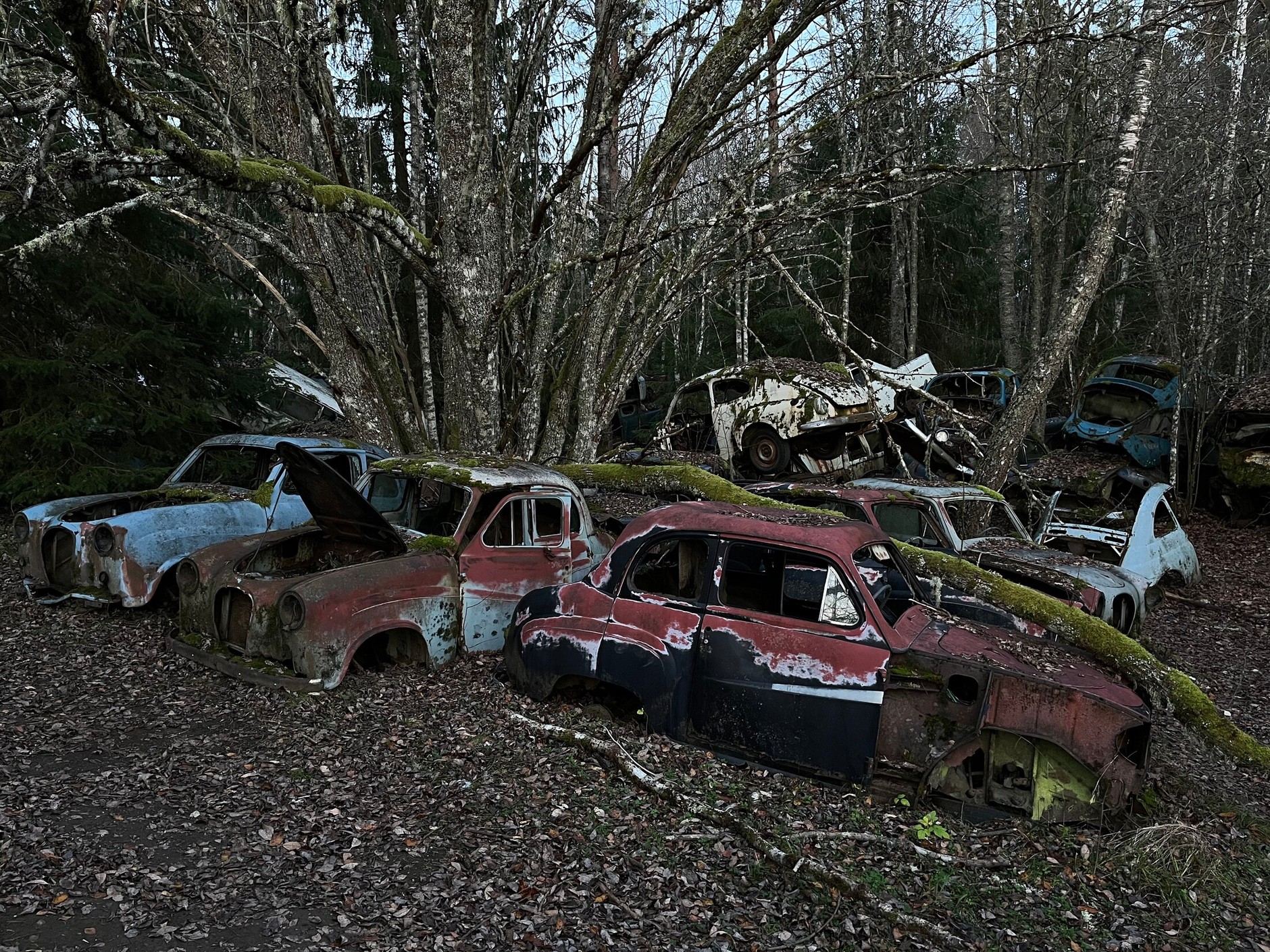 Cmentarzysko samochodów w Bastnas w Szwecji