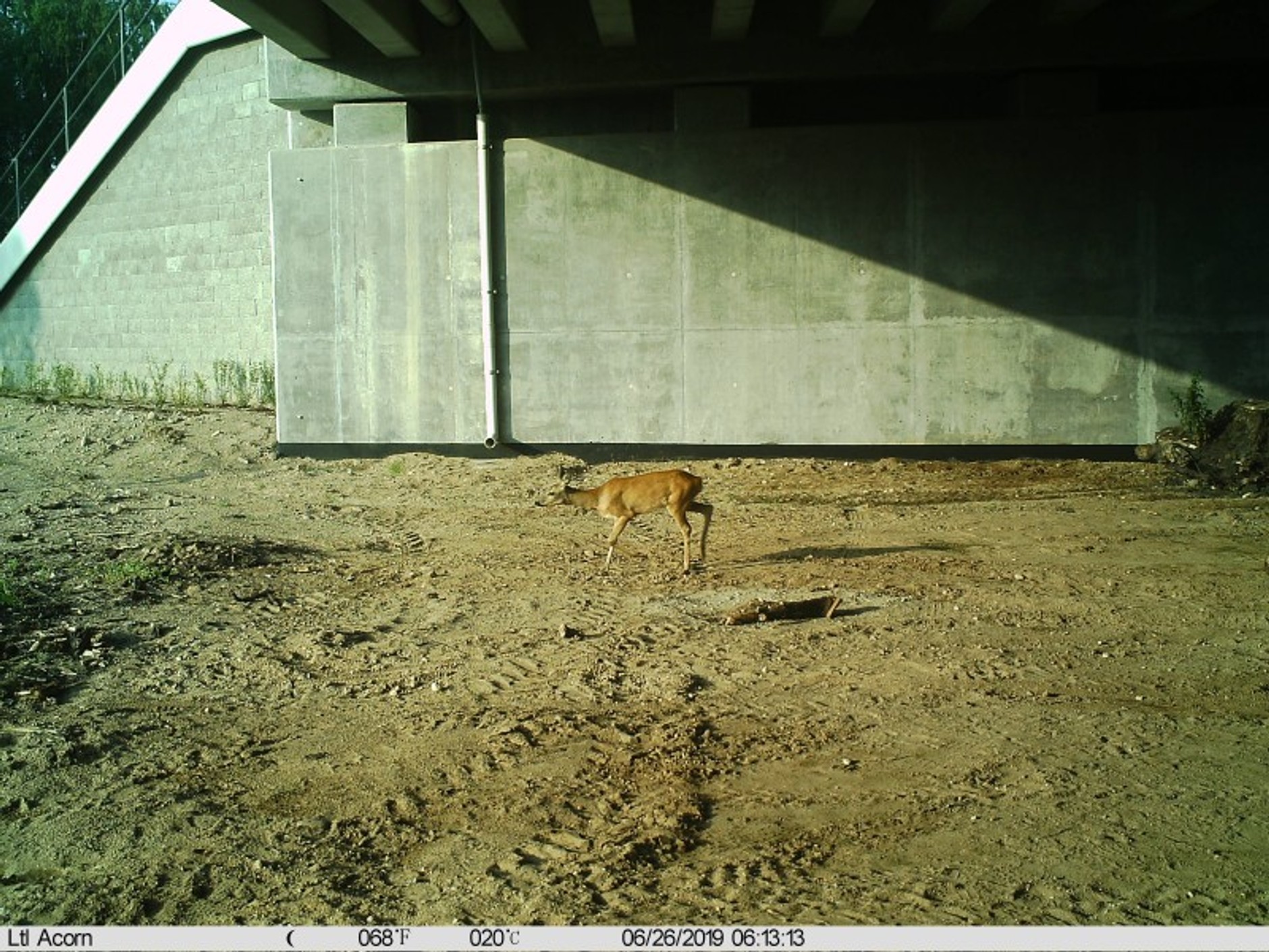 Sarna na dolnym przejściu