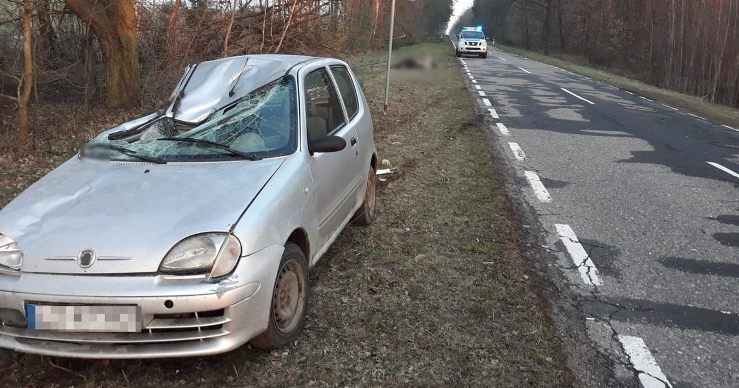 Seicento zderzyło się z łosiem