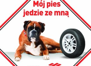 Warto zadbać o bezpieczne przewożenie psa
