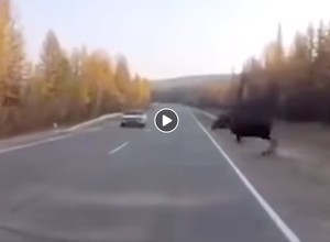 Przebiegający przez jezdnię łoś cudem nie trafił w auto [Nagranie]